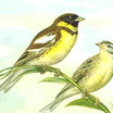 Yellow-breasted Bunting